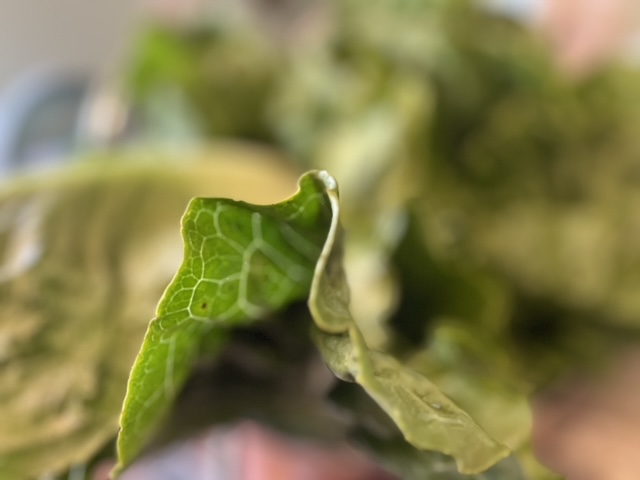 Green lettuce romaine leaf up close